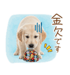 ゆるかわ！ゴールデンの日常スタンプ（個別スタンプ：11）