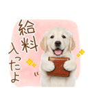 ゆるかわ！ゴールデンの日常スタンプ（個別スタンプ：12）