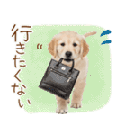 ゆるかわ！ゴールデンの日常スタンプ（個別スタンプ：17）