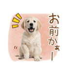 ゆるかわ！ゴールデンの日常スタンプ（個別スタンプ：18）
