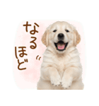 ゆるかわ！ゴールデンの日常スタンプ（個別スタンプ：20）