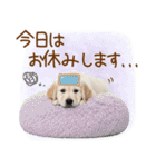 ゆるかわ！ゴールデンの日常スタンプ（個別スタンプ：24）
