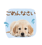 ゆるかわ！ゴールデンの日常スタンプ（個別スタンプ：27）