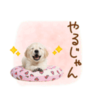 ゆるかわ！ゴールデンの日常スタンプ（個別スタンプ：30）