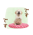 ゆるかわ！ゴールデンの日常スタンプ（個別スタンプ：33）