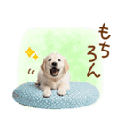 ゆるかわ！ゴールデンの日常スタンプ（個別スタンプ：35）