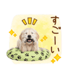 ゆるかわ！ゴールデンの日常スタンプ（個別スタンプ：40）