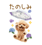 トイプードルの梅雨BIGスタンプ（個別スタンプ：20）