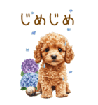 トイプードルの梅雨BIGスタンプ（個別スタンプ：30）