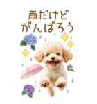 トイプードルの梅雨BIGスタンプ（個別スタンプ：33）