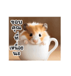 動く！リアルハムスター（タイ語）（個別スタンプ：5）
