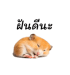 動く！リアルハムスター（タイ語）（個別スタンプ：10）
