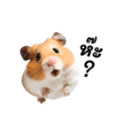 動く！リアルハムスター（タイ語）（個別スタンプ：17）