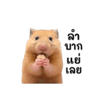 動く！リアルハムスター（タイ語）（個別スタンプ：18）