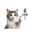 動く！猫の日常（タイ語）（個別スタンプ：1）