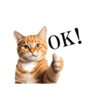 動く！猫の日常（タイ語）（個別スタンプ：3）