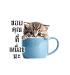 動く！猫の日常（タイ語）（個別スタンプ：4）