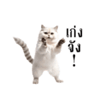 動く！猫の日常（タイ語）（個別スタンプ：6）