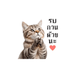 動く！猫の日常（タイ語）（個別スタンプ：7）