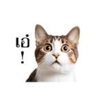 動く！猫の日常（タイ語）（個別スタンプ：8）