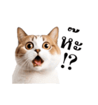 動く！猫の日常（タイ語）（個別スタンプ：9）