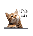 動く！猫の日常（タイ語）（個別スタンプ：10）