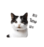 動く！猫の日常（タイ語）（個別スタンプ：11）