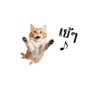 動く！猫の日常（タイ語）（個別スタンプ：12）