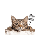 動く！猫の日常（タイ語）（個別スタンプ：13）