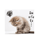 動く！猫の日常（タイ語）（個別スタンプ：16）