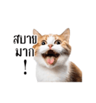 動く！猫の日常（タイ語）（個別スタンプ：19）