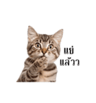 動く！猫の日常（タイ語）（個別スタンプ：20）