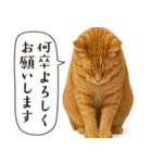敬語なリアル猫（個別スタンプ：1）