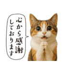 敬語なリアル猫（個別スタンプ：2）