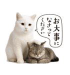 敬語なリアル猫（個別スタンプ：4）