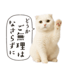 敬語なリアル猫（個別スタンプ：5）