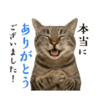 敬語なリアル猫（個別スタンプ：7）
