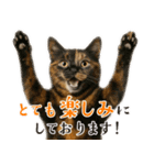 敬語なリアル猫（個別スタンプ：8）