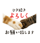 敬語なリアル猫（個別スタンプ：9）