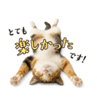 敬語なリアル猫（個別スタンプ：10）
