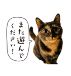 敬語なリアル猫（個別スタンプ：11）