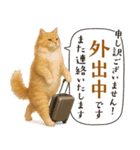 敬語なリアル猫（個別スタンプ：12）