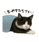 敬語なリアル猫（個別スタンプ：13）