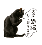 敬語なリアル猫（個別スタンプ：14）