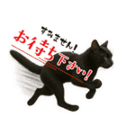 敬語なリアル猫（個別スタンプ：15）