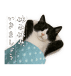 敬語なリアル猫（個別スタンプ：16）