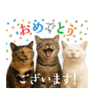 敬語なリアル猫（個別スタンプ：17）