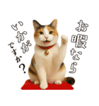 敬語なリアル猫（個別スタンプ：19）