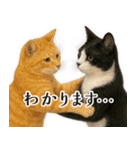 敬語なリアル猫（個別スタンプ：20）