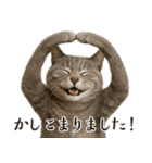 敬語なリアル猫（個別スタンプ：21）
